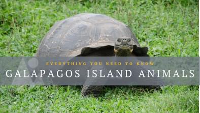 Galapagos animals blog banner image