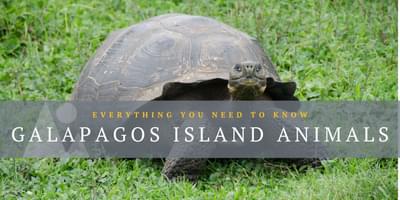 Galapagos animals blog banner image