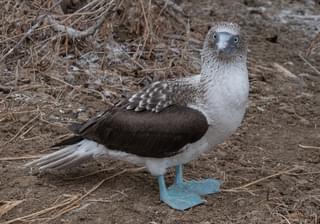 Galapagos blue footed booby staring