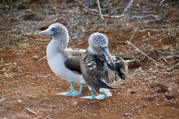 Galapagos Blue Footed Booby Galapagos Blue Footed Booby