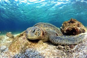 Galapagos First Class Day 9