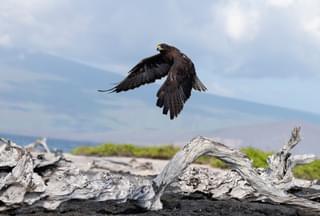 Galapagos hawk in flight Galapagos Islands Ecuador Canva Pro