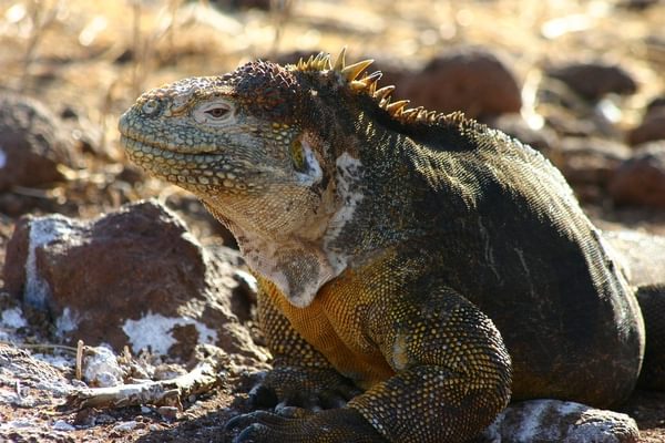 Galapagos iguana Galapagos iguana