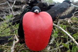 Galapagos male frigate bird red neck