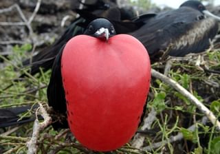 Galapagos male frigate bird red neck Galapagos male frigate bird red neck