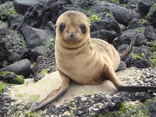 Galapagos sea lion pup 2 Galapagos sea lion pup 2