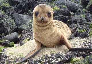 Galapagos sea lion pup 2