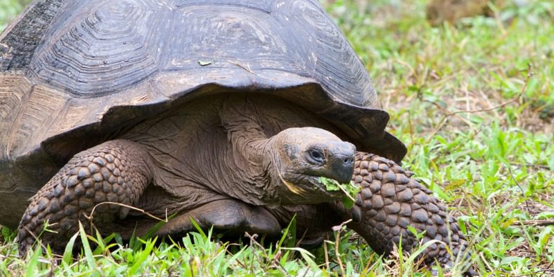 Galapagos tortoise Galapagos Ecuador Galapagos tortoise Galapagos Ecuador