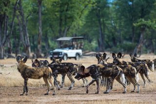 Game Drive Ruckomechi Camp