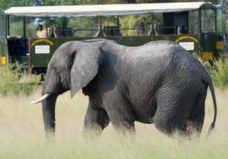 Game Viewing On The Elephant Express