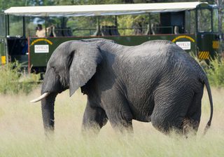 Game Viewing On The Elephant Express Game Viewing On The Elephant Express