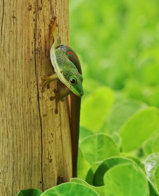 Geko Geko