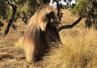 Gelada In Simien Mountains Gelada In Simien Mountains