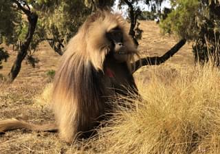 Gelada In Simien Mountains