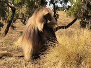 Gelada In  Simien  Mountains