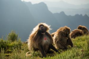 Geladas In The  Simien  Mountains Near  Limalimo