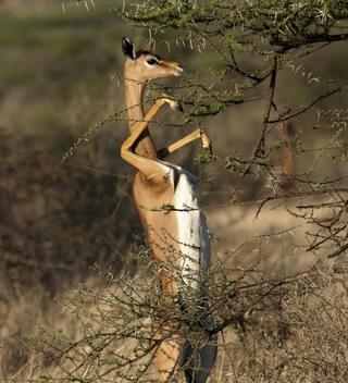 Gerenuk Saruni Samburu