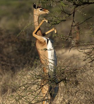 Gerenuk Gerenuk