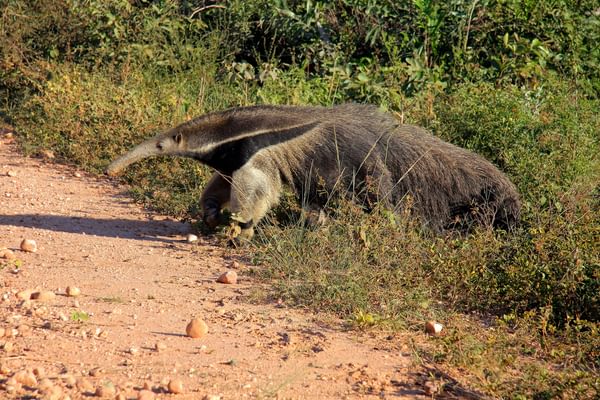 Giant Ant Eater Giant Ant Eater