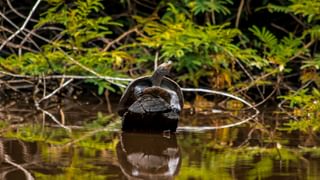 Giant amazon river turtle Pacaya Samiria Peruvian Amazon Canva Pro Giant amazon river turtle Pacaya Samiria Peruvian Amazon Canva Pro