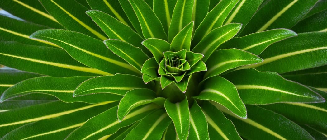 Giant Lobelia Plant