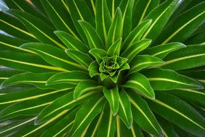 Giant Lobelia Plant