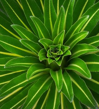 Giant Lobelia Plant Giant Lobelia Plant