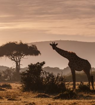 Giraffe Chris Taylor Giraffe Chris Taylor