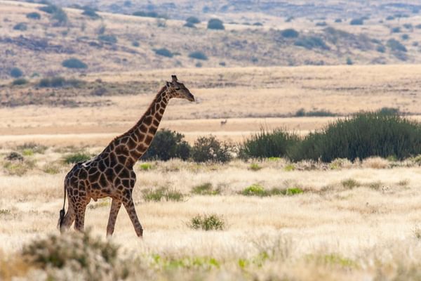 Giraffe Damaraland Namibia Giraffe Damaraland Namibia