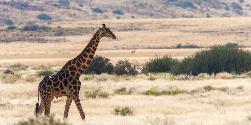 Giraffe Damaraland Namibia Giraffe Damaraland Namibia