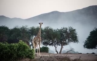 Giraffe Hoanib Peter Beverly Pickford © Must Credit Photographers Please