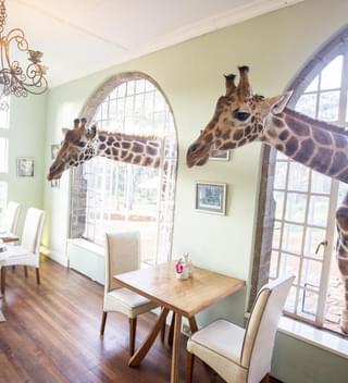 Giraffe Manor Breakfast Time