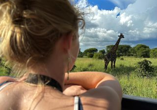 Giraffe Tarangire Giraffe Tarangire