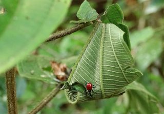 Giraffe Weevil