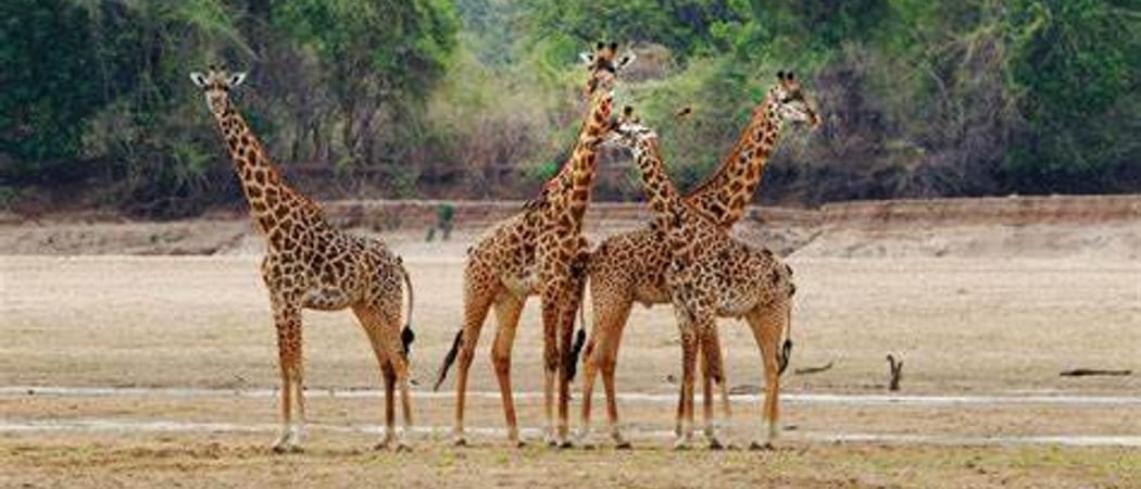 Giraffe family Zambia