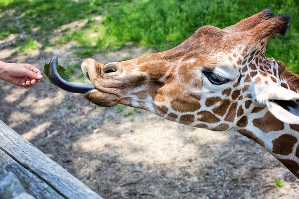 Giraffe Feeding At Nairobi Giraffe Centre In Kenya Giraffe Feeding At Nairobi Giraffe Centre In Kenya