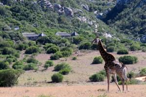Giraffe Wandering Past  Woodbury  Lodge  Amakhala  Game  Reserve  South  Africa
