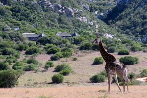 Giraffe Wandering Past Woodbury Lodge Amakhala Game Reserve South Africa Giraffe Wandering Past Woodbury Lodge Amakhala Game Reserve South Africa
