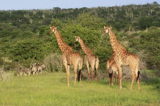 Giraffes at Luenge Luiana national park Giraffes at Luenge Luiana national park