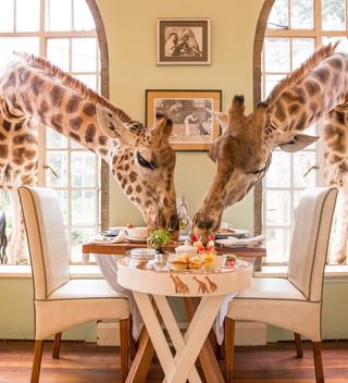 Giraffes Come To Breakfast At Giraffe Manor Giraffes Come To Breakfast At Giraffe Manor