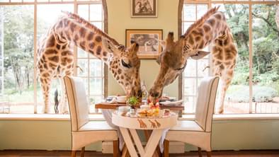 Giraffes Come To Breakfast At Giraffe Manor