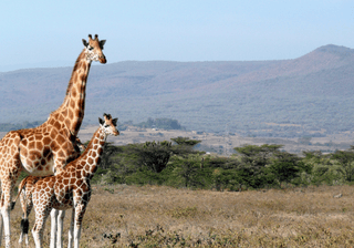 Giraffes in Kigio Wildlife Camp Kenya Canva Pro Giraffes in Kigio Wildlife Camp Kenya Canva Pro
