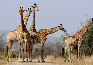 Giraffes in South Africa Canva Pro Giraffes in South Africa Canva Pro