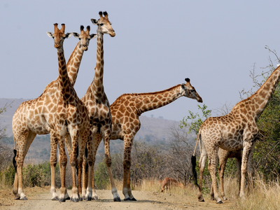 Giraffes in South Africa Canva Pro Giraffes in South Africa Canva Pro