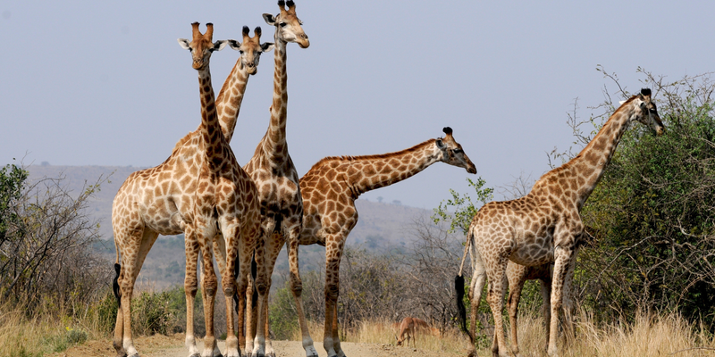 Giraffes in South Africa Canva Pro Giraffes in South Africa Canva Pro