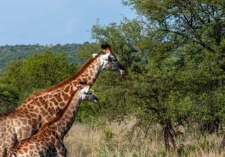 Giraffes in South Africa min