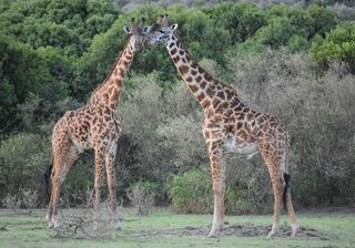 Giraffes On A Bush Walk At Saruni Mara Giraffes On A Bush Walk At Saruni Mara