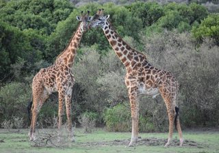 Giraffes On A Bush Walk At Saruni Mara