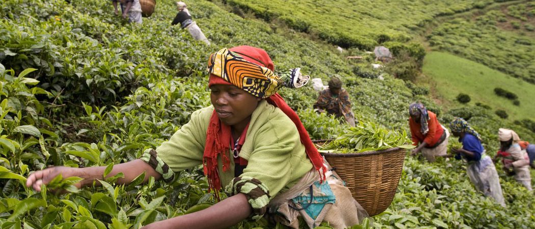 Gisakura Tea Estate Harvest