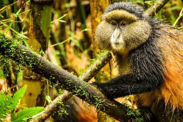Golden Monkey Trekking Golden Monkey Trekking